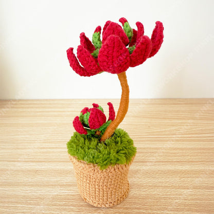Crochet Campfire Succulent | Handmade Red Crassula Plant | Amigurumi Succulent Pot | Cute Desk Plant Gift